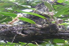 Pholidota pallida